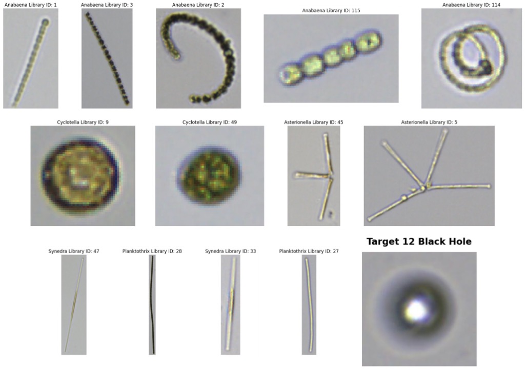 Algae Identification Towards Automated Classification